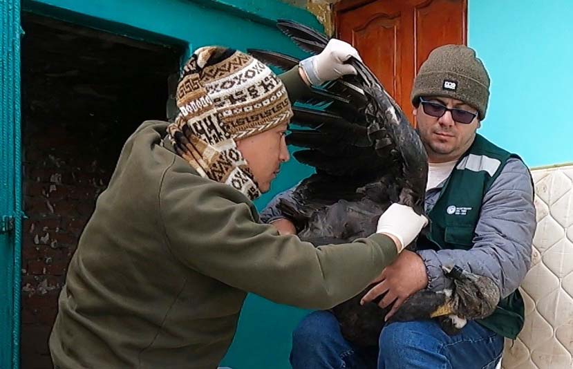 CONDOR ANDINO CAPTURADO EN CCOYLLURQUI â€“ COTABAMBAS SE ENCUENTRA MUY MAL.